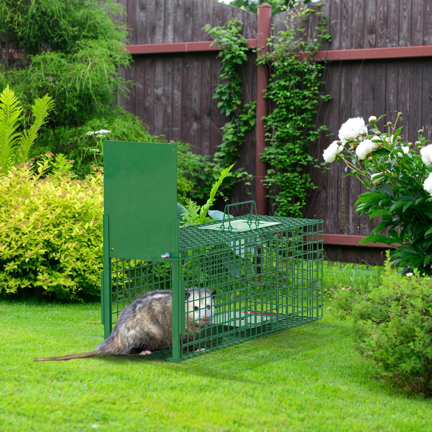 Live Animal Cage Trap For Animals Humane Galvanized Iron Trap Cage For Raccoons Armadillos Foxes Opossums Muskrats Beavers 26in 32in 40in Size Options Green — image 8