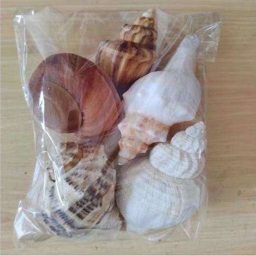 2 caracolas grandes naturales, conchas marinas para acuario, decoración de bodas, fiestas con temática de playa y decoración del hogar — imagen 2