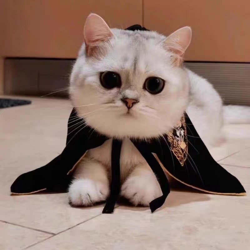 Disfraz de manto para mascotas, decoración de Halloween — imagen 9