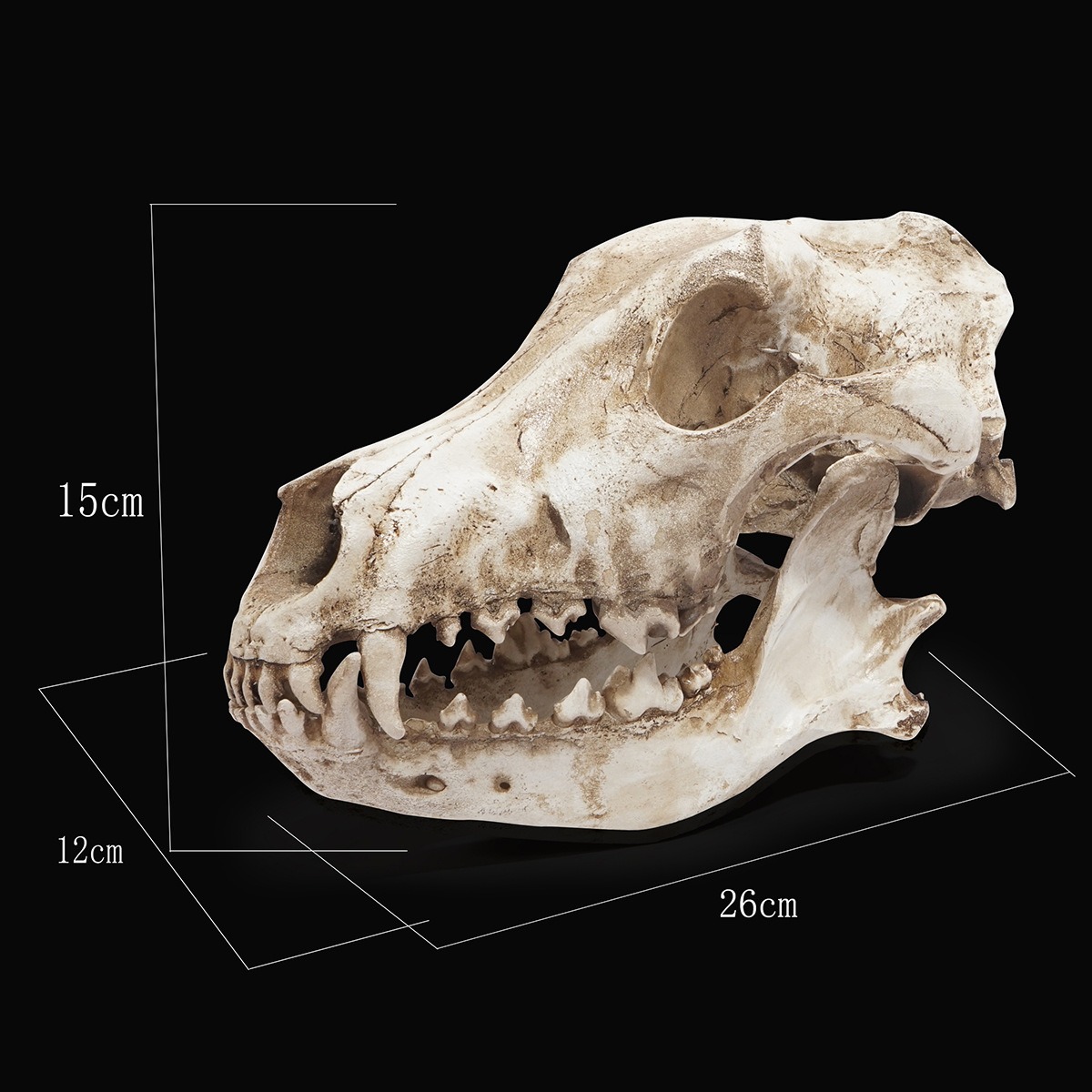 Ornamento de esqueleto de resina: cráneo de chacal y lobo — imagen 2
