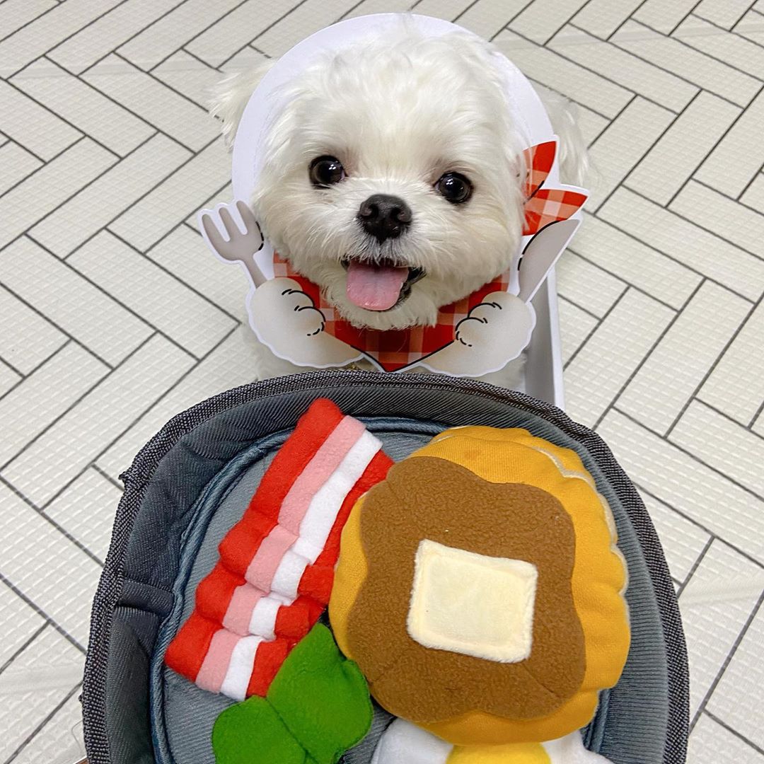Juguetes de comida para perros en forma de piel — imagen 1