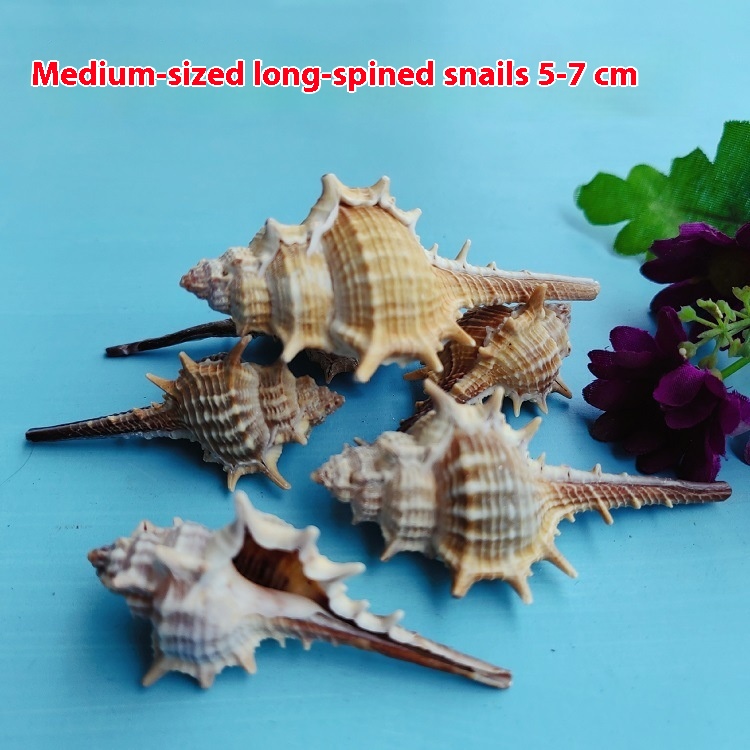Concha de Mar Natural 5-9cm Decoración para Acuario Pequeño Paisaje Micro — imagen 3