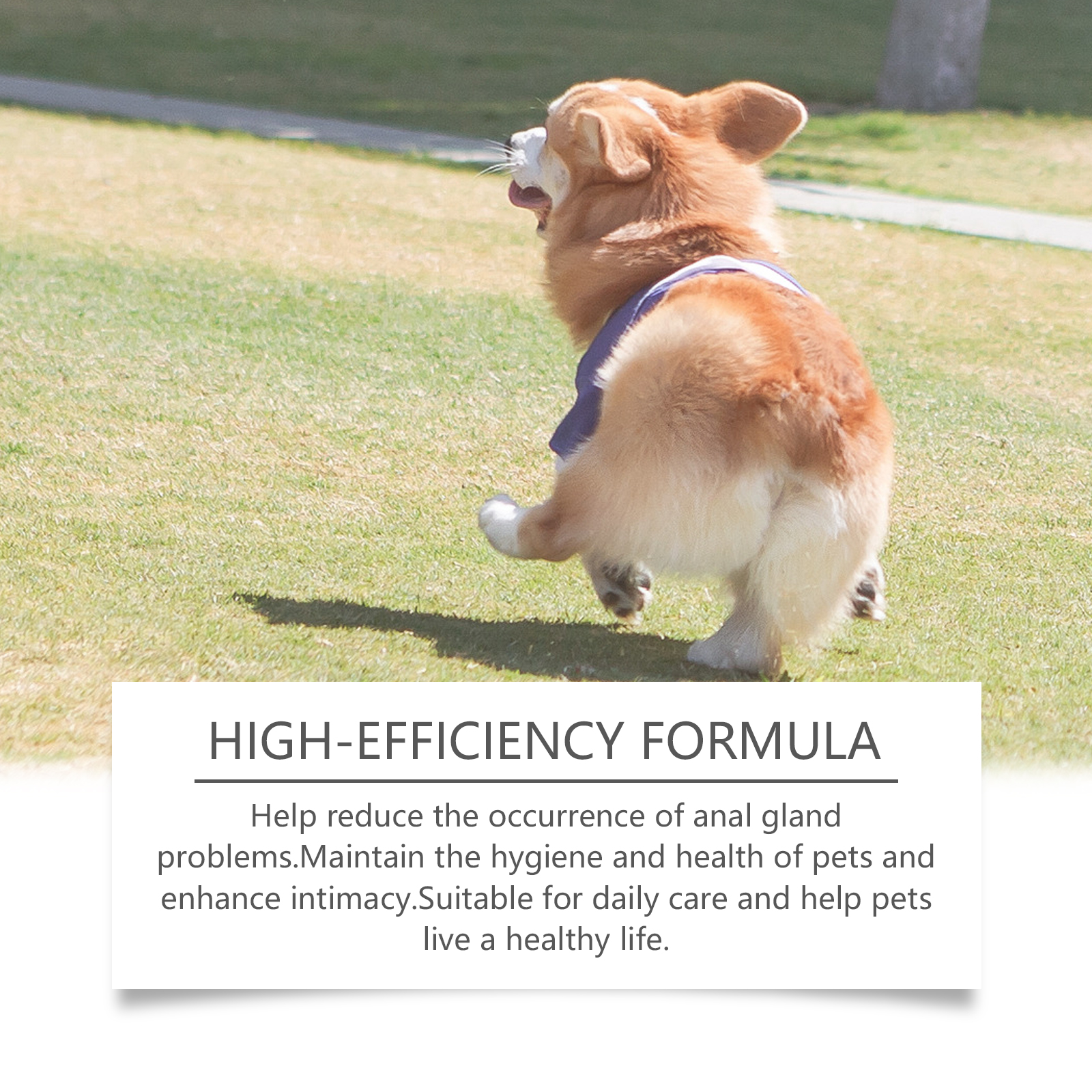 Dog Anal Gland Odor Removal Spray, Mild Ingredients Fresh Clean Odor Removal After Potting Care — image 5