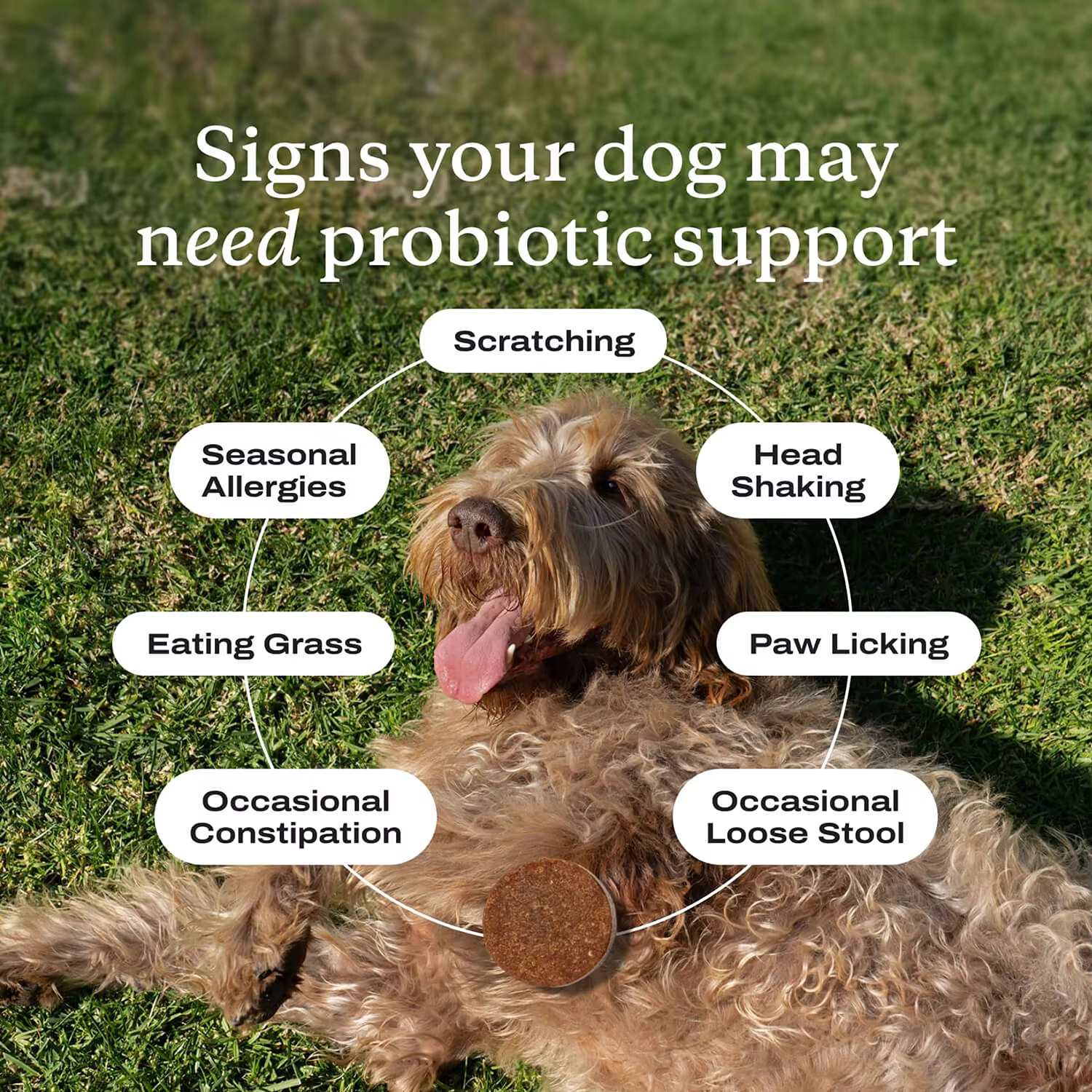 Suplementos Probióticos para Perros - Chews de Probióticos para Salud Intestinal, Diarrea Ocacional y Alergias Estacionales con Sabor de Carne — imagen 2