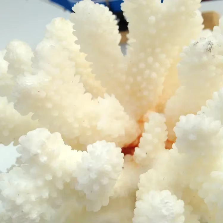 10-12 Coral Natural 100% para Decoración de Acuario, Decoración para Peces, Ornamentos de Paisajismo para Acuario, Decoración del Hogar — imagen 5