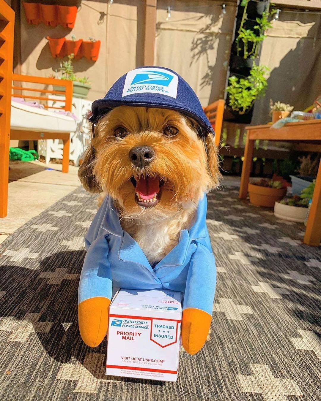 Cuchillo de Halloween transformación divertida para perros pequeños y medianos — imagen 8