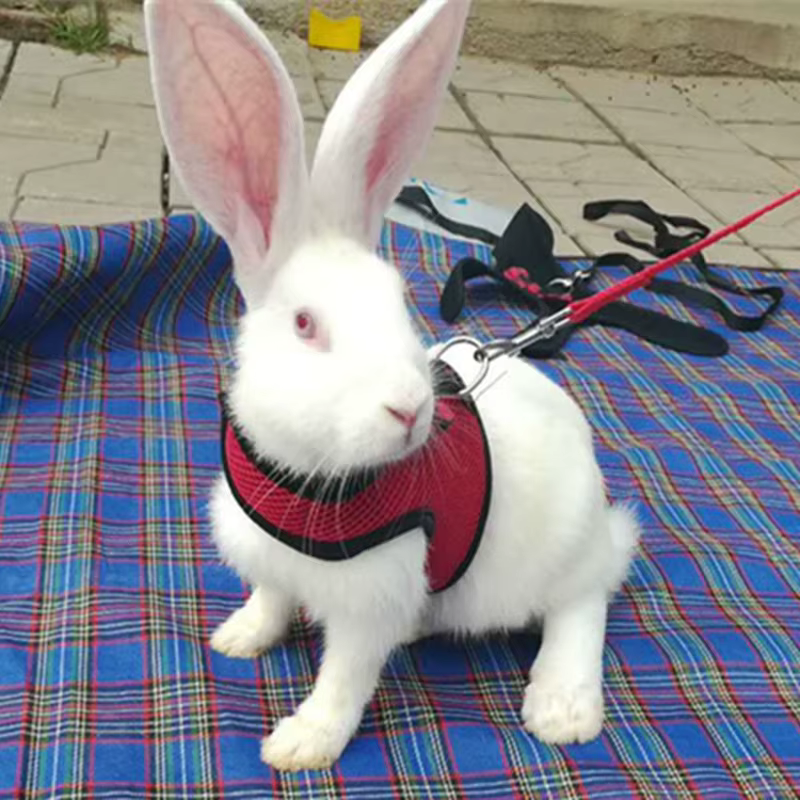Rabbits Hamster Vest Harness With Leas Bunny Mesh Chest Strap Harnesses Ferret Guinea Pig Small Animals Pet Accessories S/M/L 4 — image 4