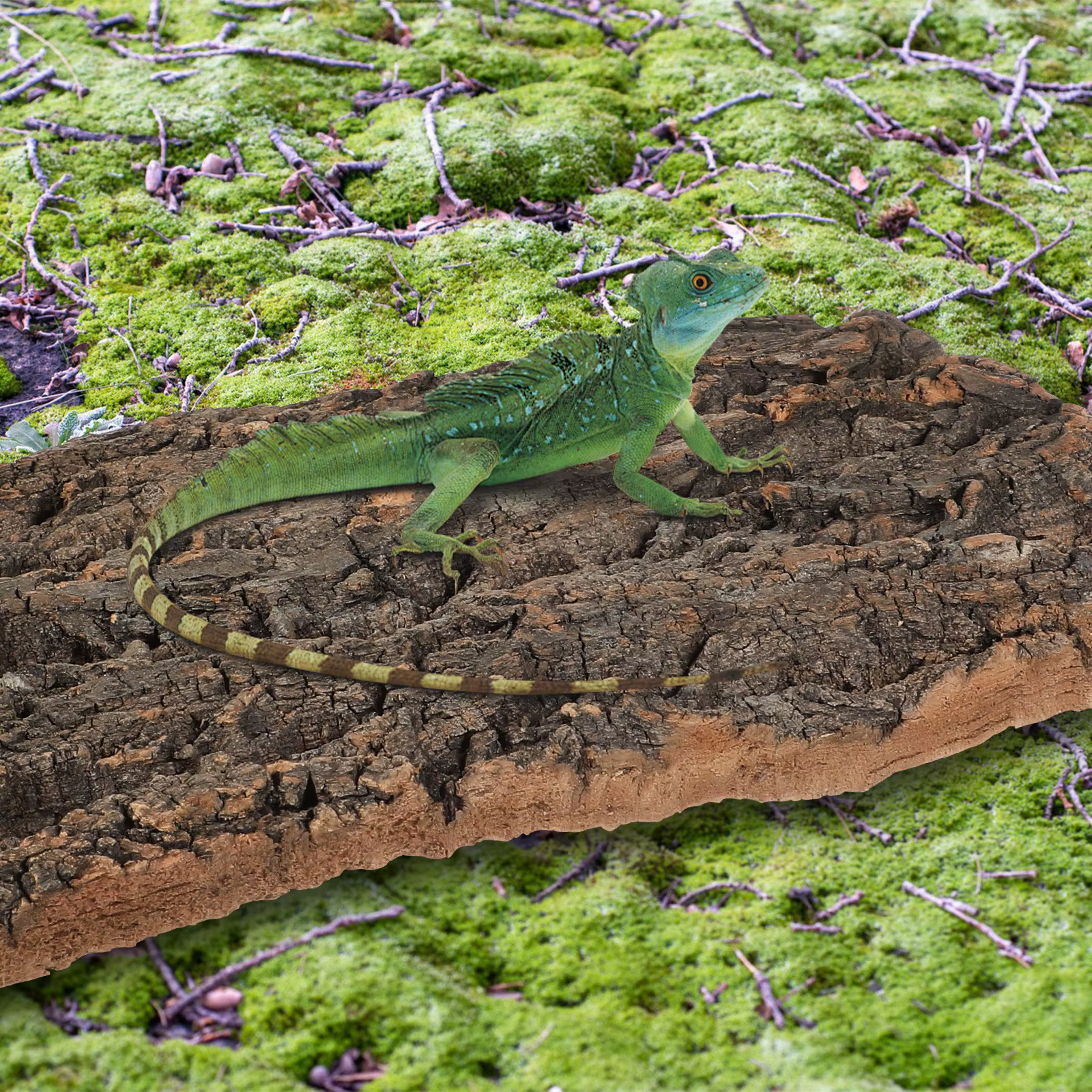 2 piezas de corteza de corcho para escalar reptiles, decoración de terrario de dragón barbudo, adorno de corteza de árbol para acuario, hábitat de reptiles — imagen 4