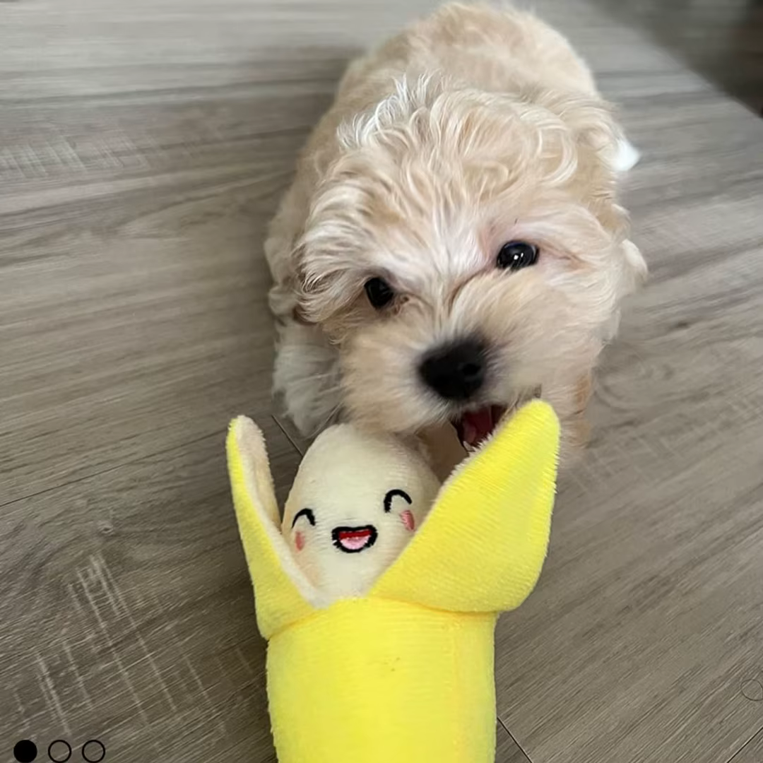 A 7-piece set of puppy sound toys, loose plush pet chewing, plush fruit snacks and vegetable puppy toys, suitable for cute playm — image 6
