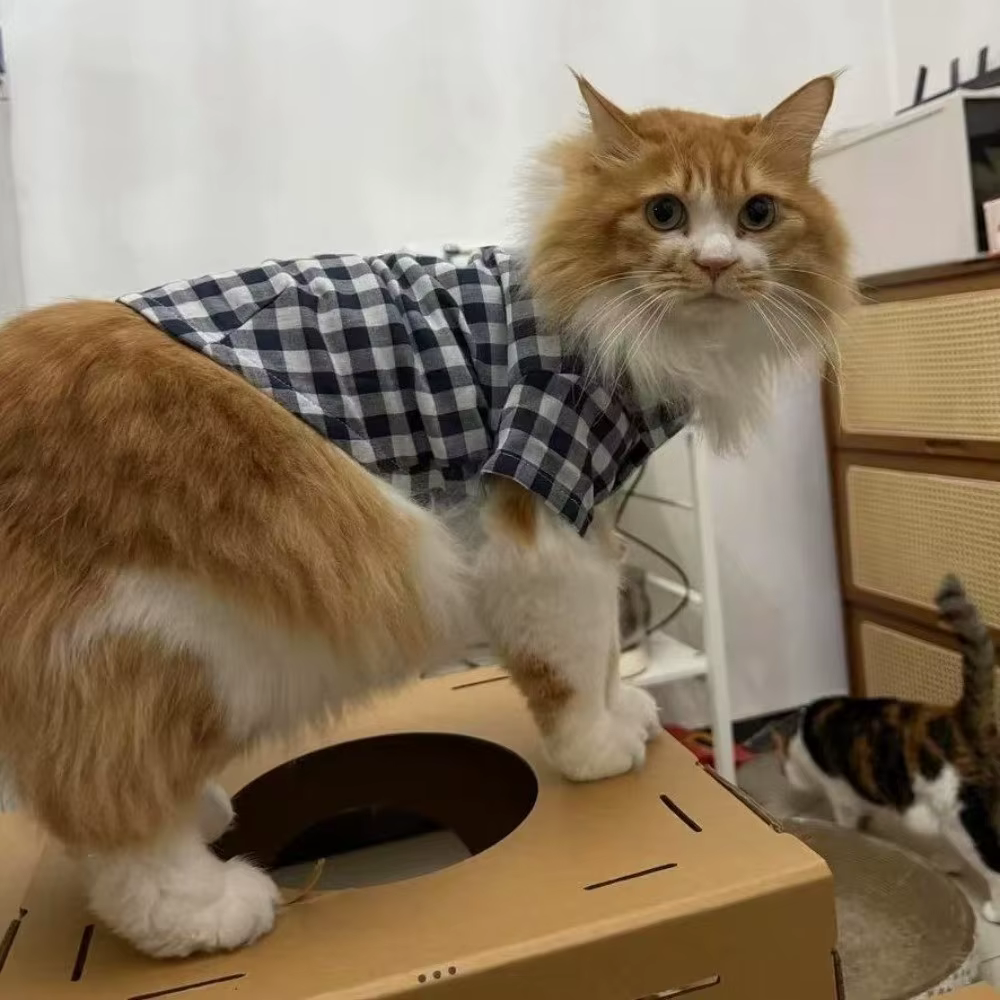 Ropa de Comodidad para Mascotas con Estampado de Plaid - Camisetas Elegantes para Perros y Gatos Vestimenta de Moda para Fiestas de Mascotas — imagen 5