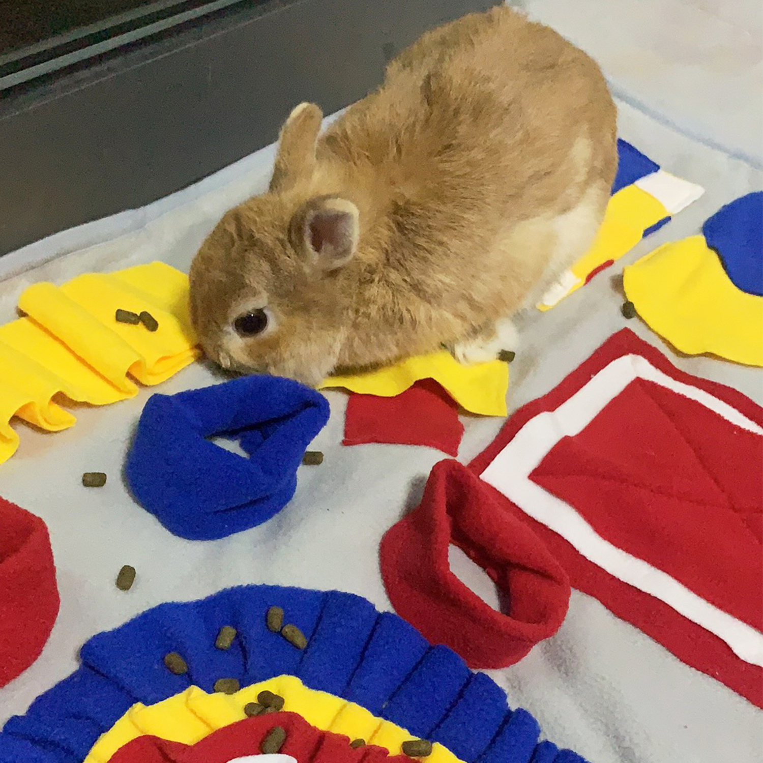 Pizarrón de Olor Multicolor con Parches para Mascotas, Libera Energía — imagen 3