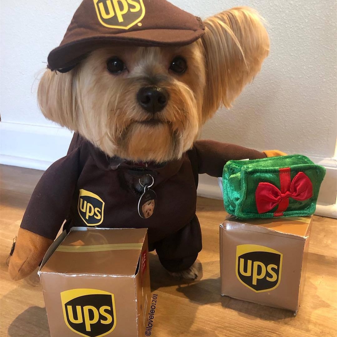 Delivery of pet dog and cat clothes — image 3