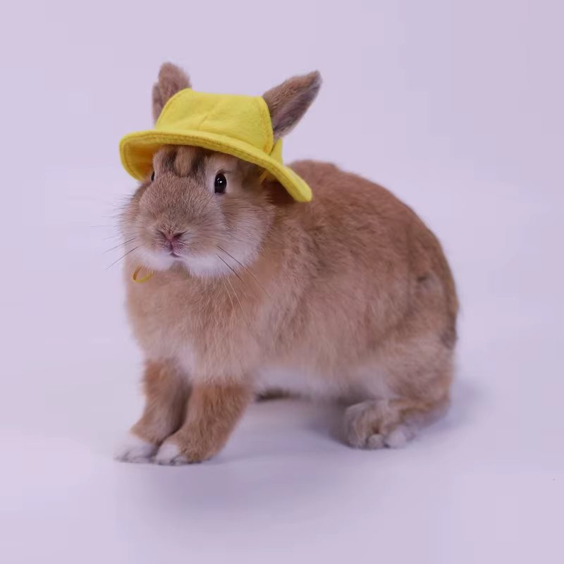 Sombrero de Comodidad para Pequeños Animales - Hamsters, Conejos, Ardillas, Roedores y Mascotas Pequeñas — imagen 1