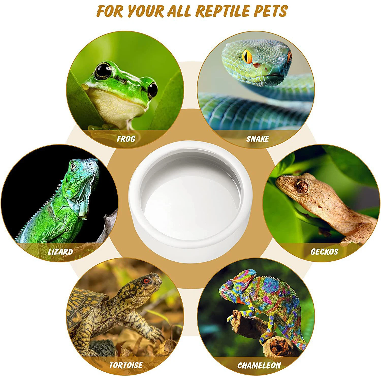 Bol de Alimentación para Reptiles con Sistema Anti-Evasión - Bol de Comida y Agua Cerámico — imagen 4