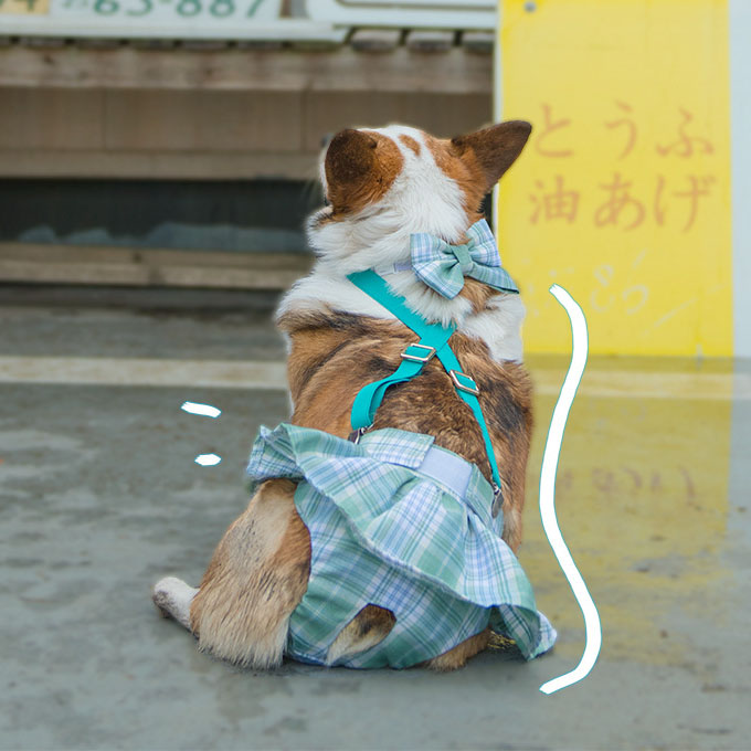Short-Legged Captain Dog JK Campus Style Striped Skirt Bitch Aunt Pants Physiological Pants Pet Anti-Harassment Strap Corgi — image 1