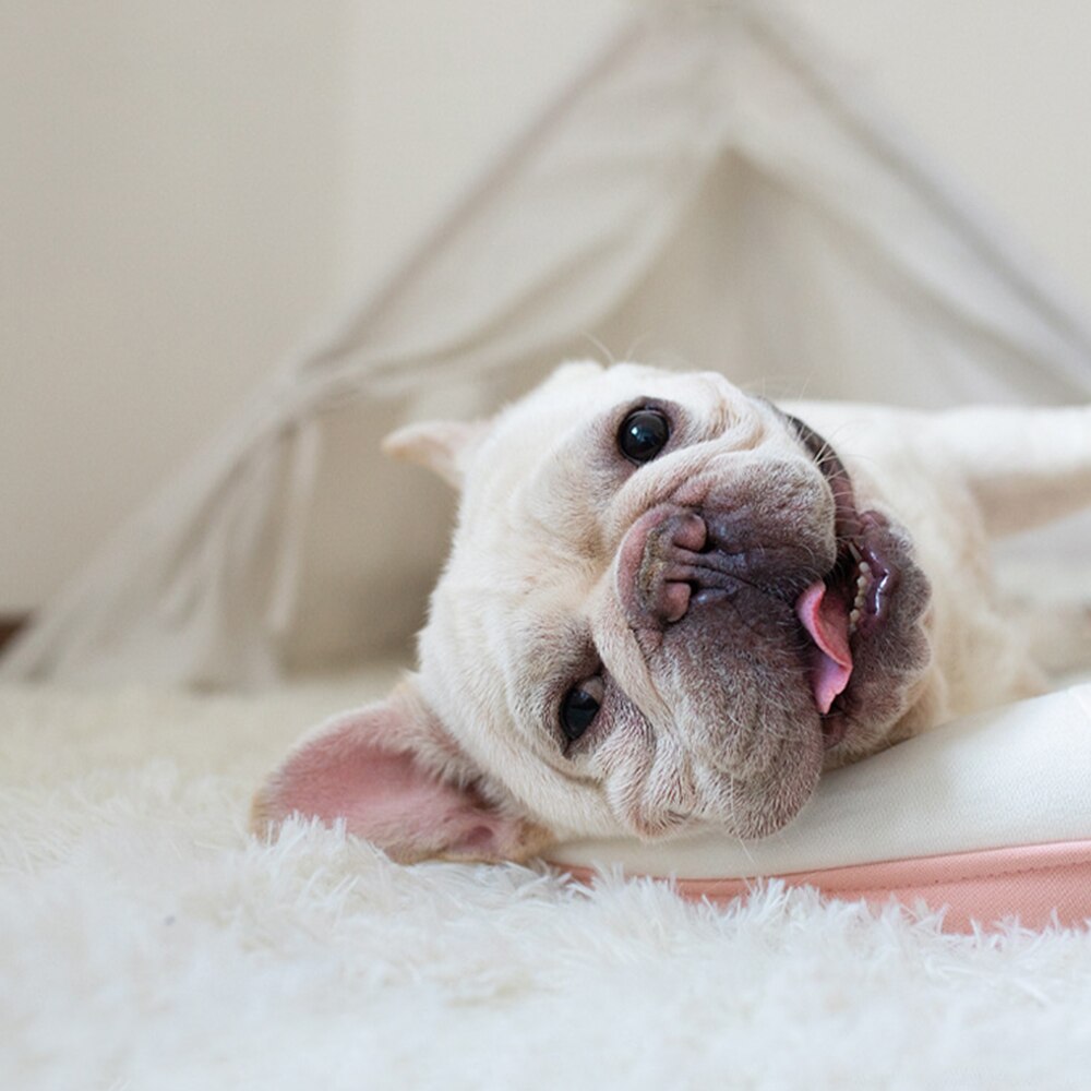 Manta de Plush para Perros y Gatos: Cubreleta Suave y Caliente para Dormir, Tamaño Pequeño, Medio, Grande — imagen 2