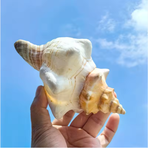 2 caracolas grandes naturales, conchas marinas para acuario, decoración de bodas, fiestas con temática de playa y decoración del hogar — imagen 3