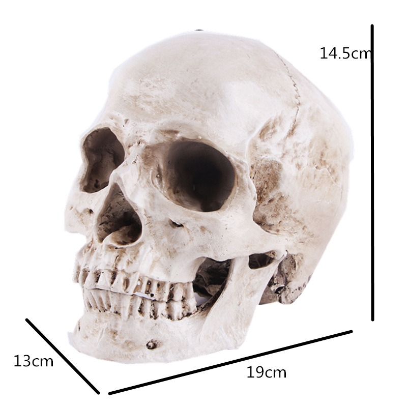 Resin Crafts Skull Head Model Teaching Supplies Skull Head Animal Skull Wan — image 3