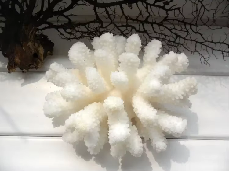 10-12 Coral Natural 100% para Decoración de Acuario, Decoración para Peces, Ornamentos de Paisajismo para Acuario, Decoración del Hogar — imagen 3