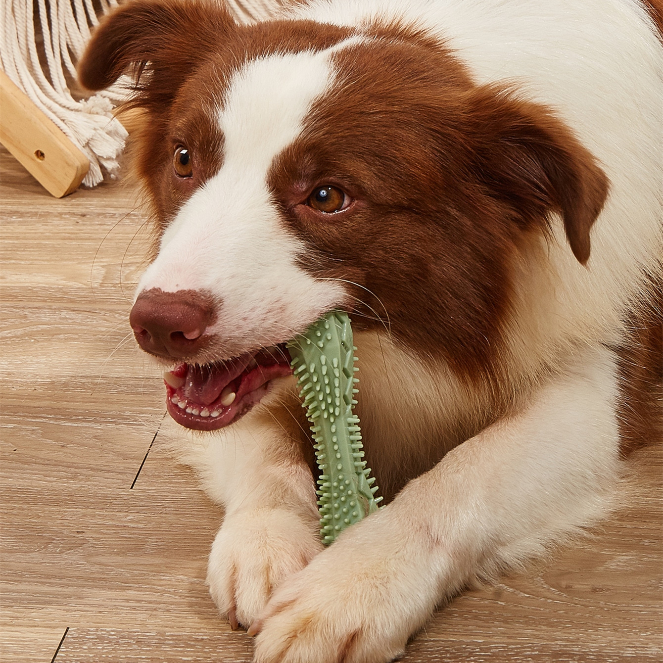 Juguetes de Mordida para Limpieza Dental Canina — imagen 8