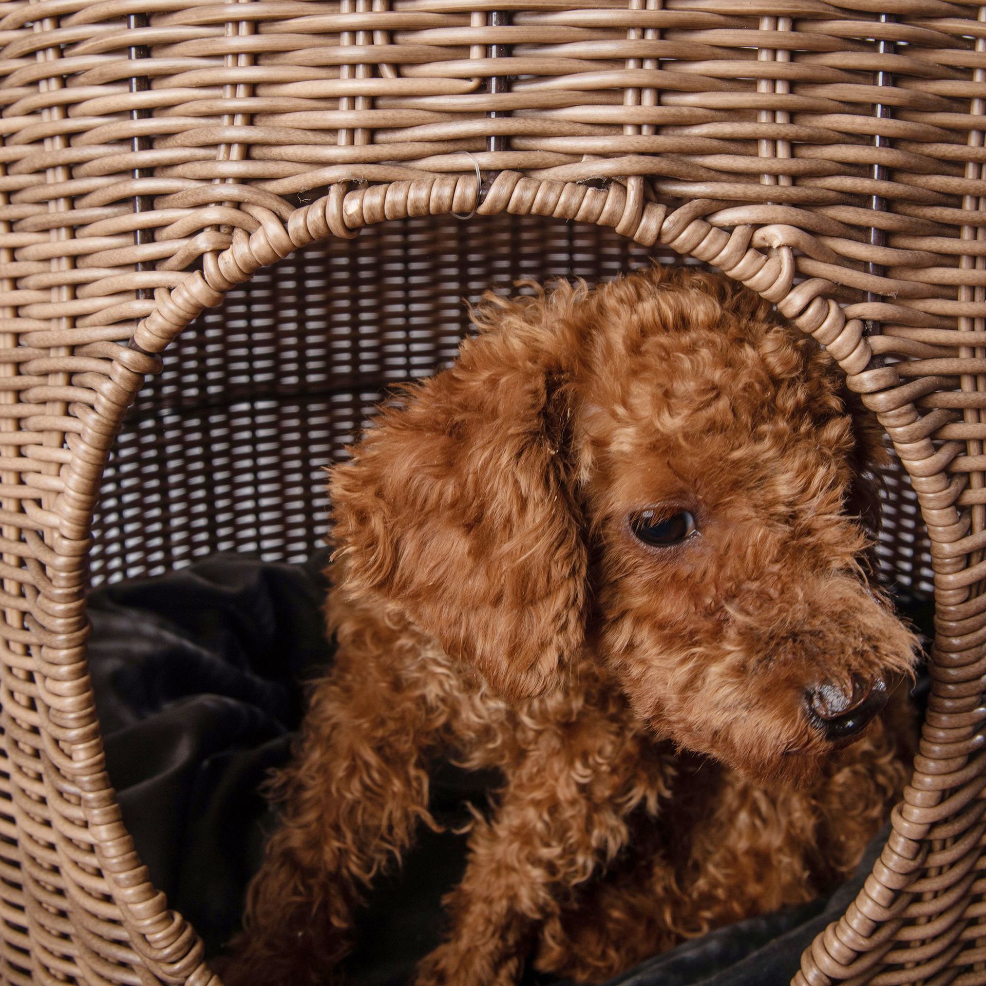 Cane Woven Cat Kennel, Pet Bed, Cat Supplies, Removable and Washable Pet Warm Nest, Knitting Crafts In Summer — image 4