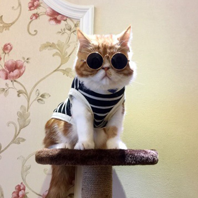 Gafas Adorables para Mascotas, Gafas de Sol para Pequeños Perros y Gatos - Accesorios para Fotos de Mascotas — imagen 3