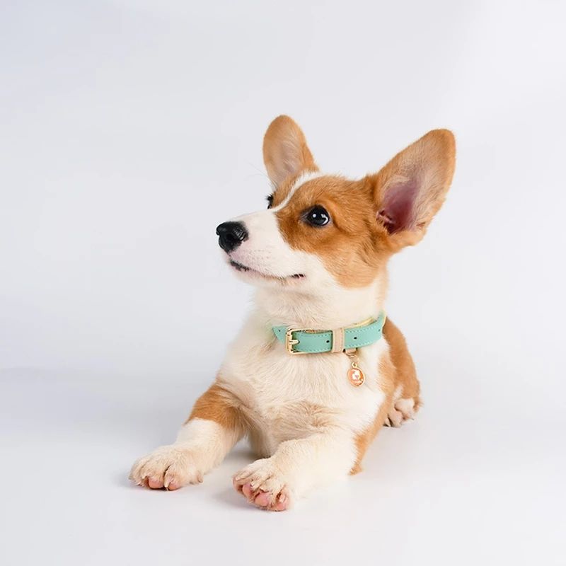 Genuine Leather Pet Dog Cat Collar Leash Dog Rope Dog Chain Dog Belt Pet Supplies — image 3