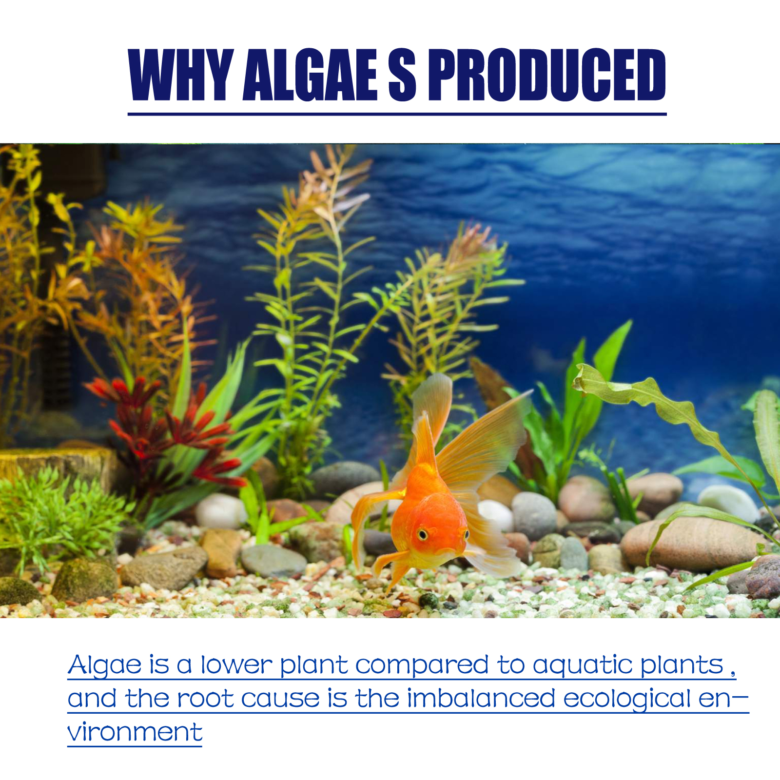 Dealgal Lichen, Aquarium Cleaning Agent Algae Removal Moss Fish Tank Moss Removal Agent Algae Removal From Green Water — image 8