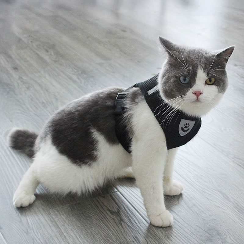 Adjustable pet harness set (small dogs/cats): vest, collar, leash. Fits French Bulldogs, Chihuahuas, etc — image 10