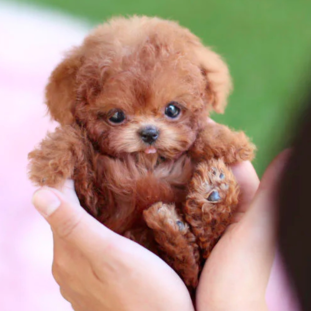 Perro Robot Plush de Tamaño Reducido — imagen 16