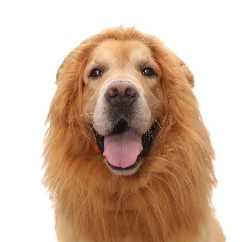 Ropa para Mascotas - Sombrero de León para Perros — imagen 6