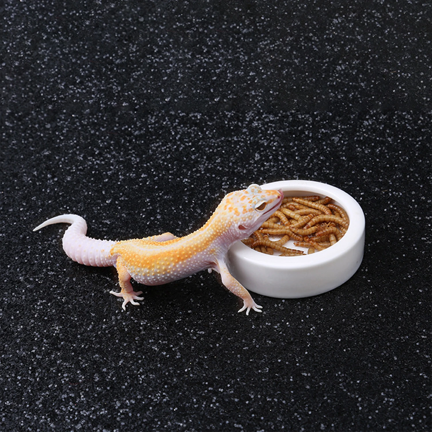 Bol de Alimentación para Reptiles con Sistema Anti-Evasión - Bol de Comida y Agua Cerámico — imagen 2