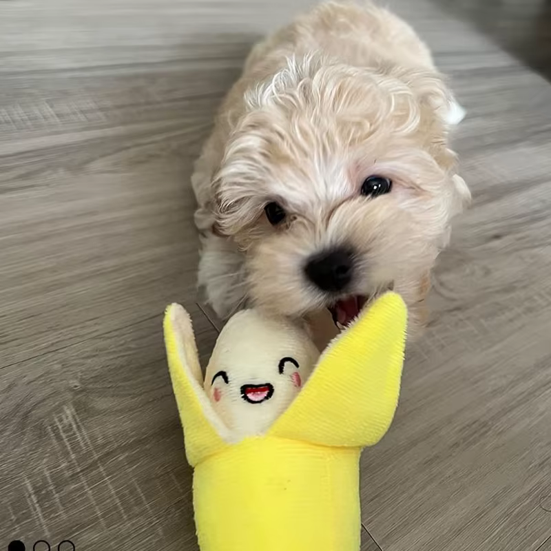 Set de 7 piezas de juguetes con sonido para cachorros, mordiscos de peluche suelto, bocadillos de fruta de peluche y juguetes de verduras para cachorros, aptos para juegos con mascotas — imagen 5