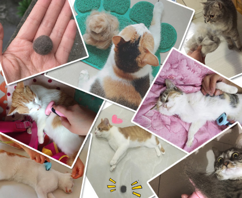 Cepillo para Eliminar Pelo de Mascotas — imagen 13