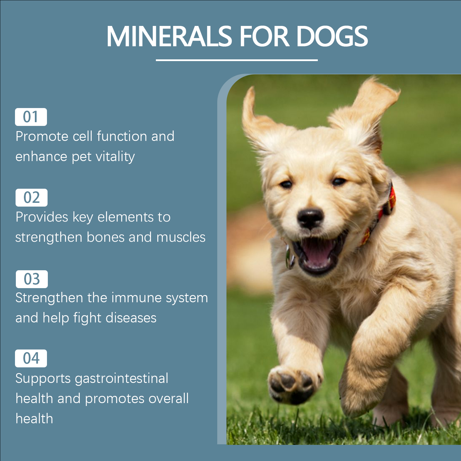 Suplemento Mineral para Perros en Tabletas, 80 Tabletas Chupables de Minerales para Pica, Apetito y Salud Ósea Humano Grado — imagen 2