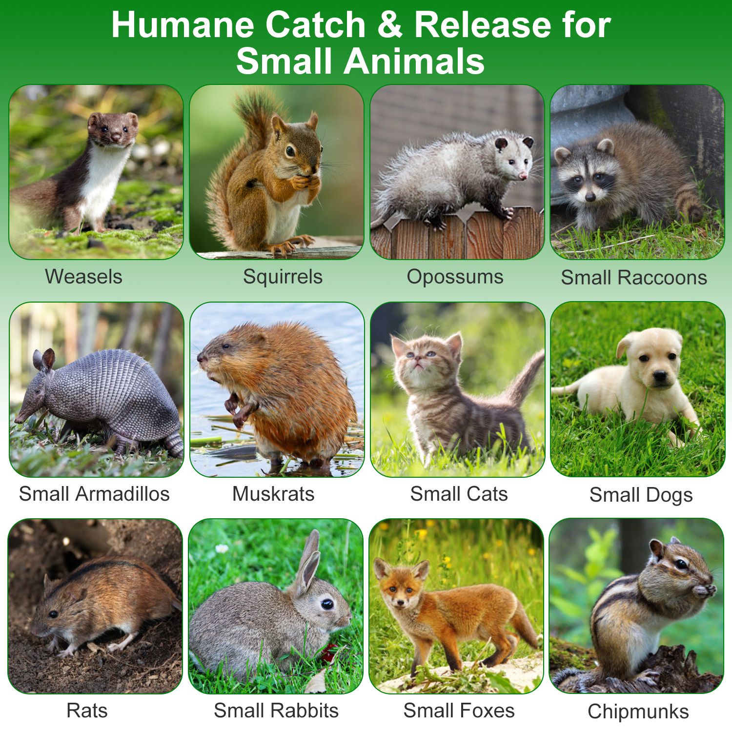 2Pzs Trampa Humanitaria de Puerta Única 18x8x10In para Animales Vivos, para Primavera y Verano, Plegable, Jaula de Hierro Galvanizado para Capturar y Liberar Ardillas, Mapaches, Gatos Ferales, Comadrejas, Armadillos, Zarigüeyas Pequeñas — imagen 12