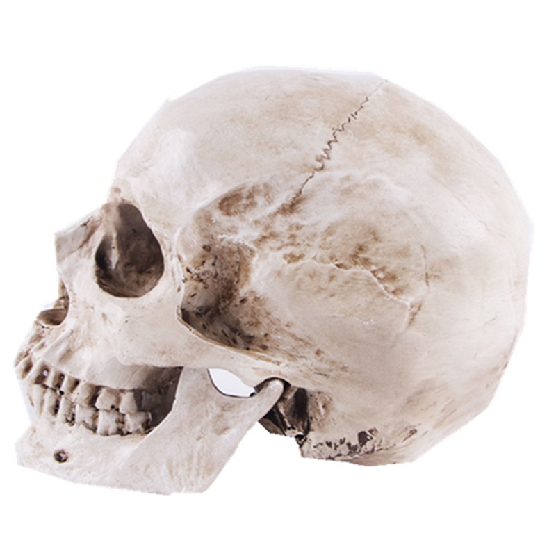 Resin Crafts Skull Head Model Teaching Supplies Skull Head Animal Skull Wan — image 4