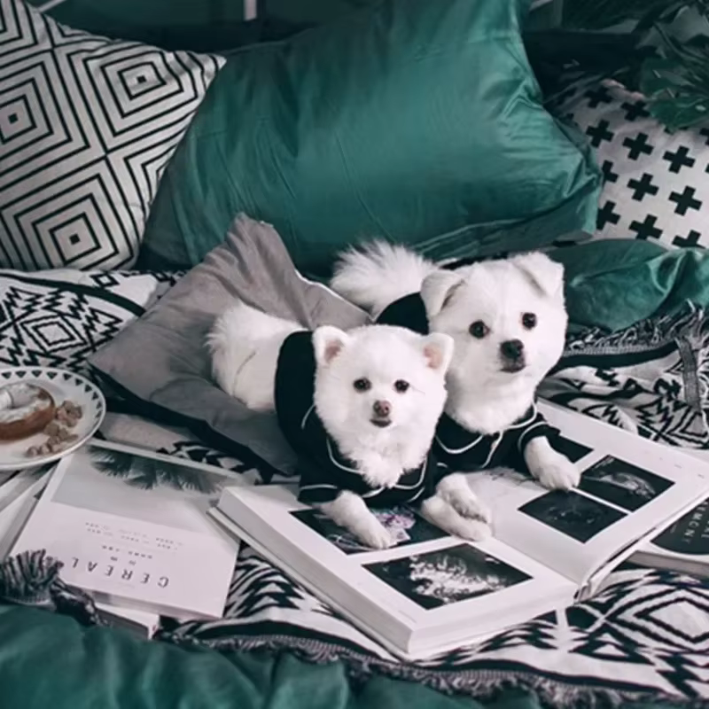 Ropa de Verano para Perros: Camisetas y Trajes para Pequeños Canes, Perfecto para Chihuahuas y Terrier — imagen 5