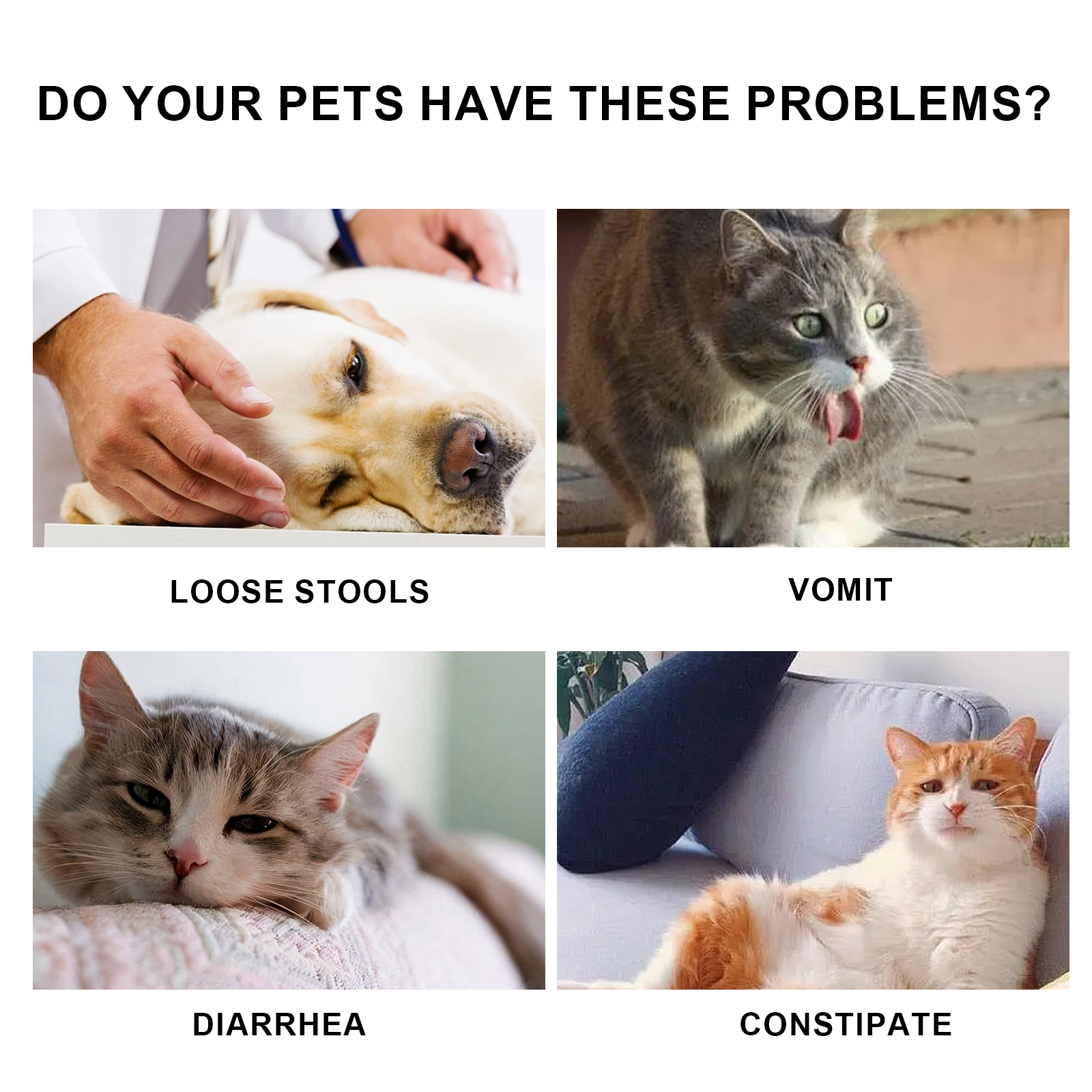 Gotas Orales para Inmunidad de Mascotas, Fórmula Nutricional y de Salud Inmunitaria para Gatos y Perros — imagen 7