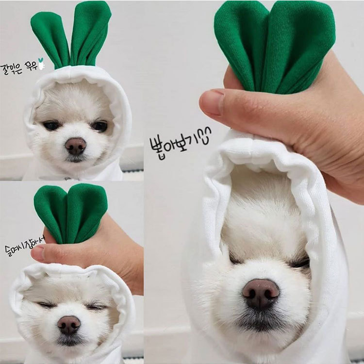Sudadera de fruta para perros pequeños y medianos, perros y gatos, otoño e invierno, sudadera de felpa, suministros de ropa para mascotas, Teddy Pitcher — imagen 3