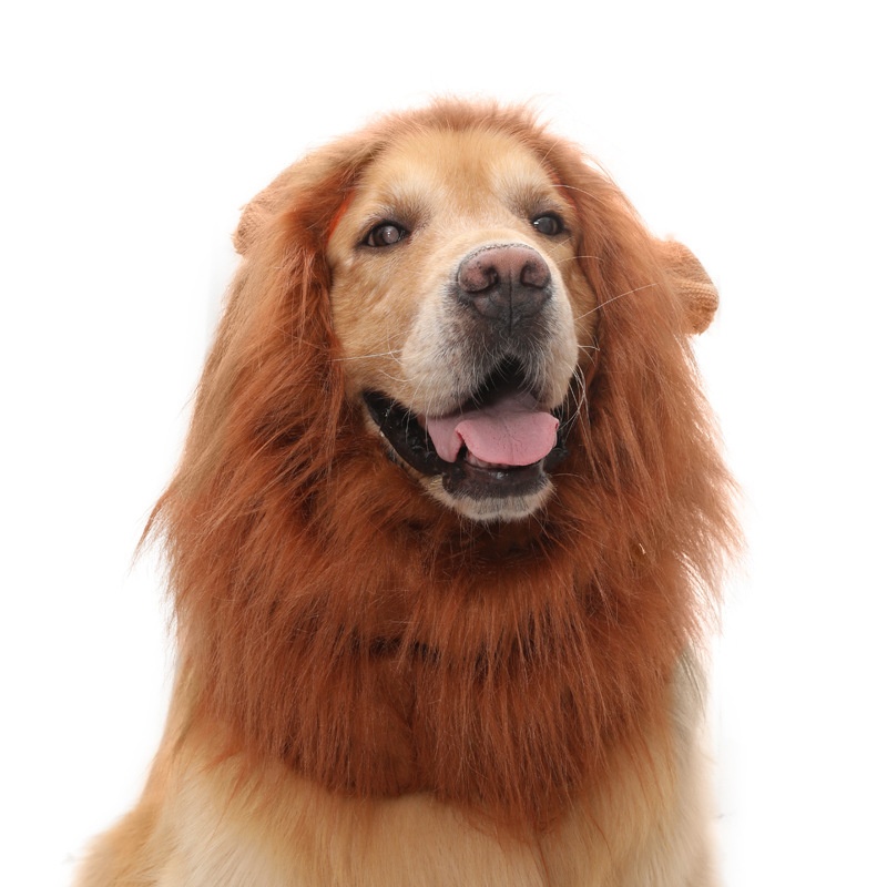 Ropa para Mascotas - Sombrero de León para Perros — imagen 2