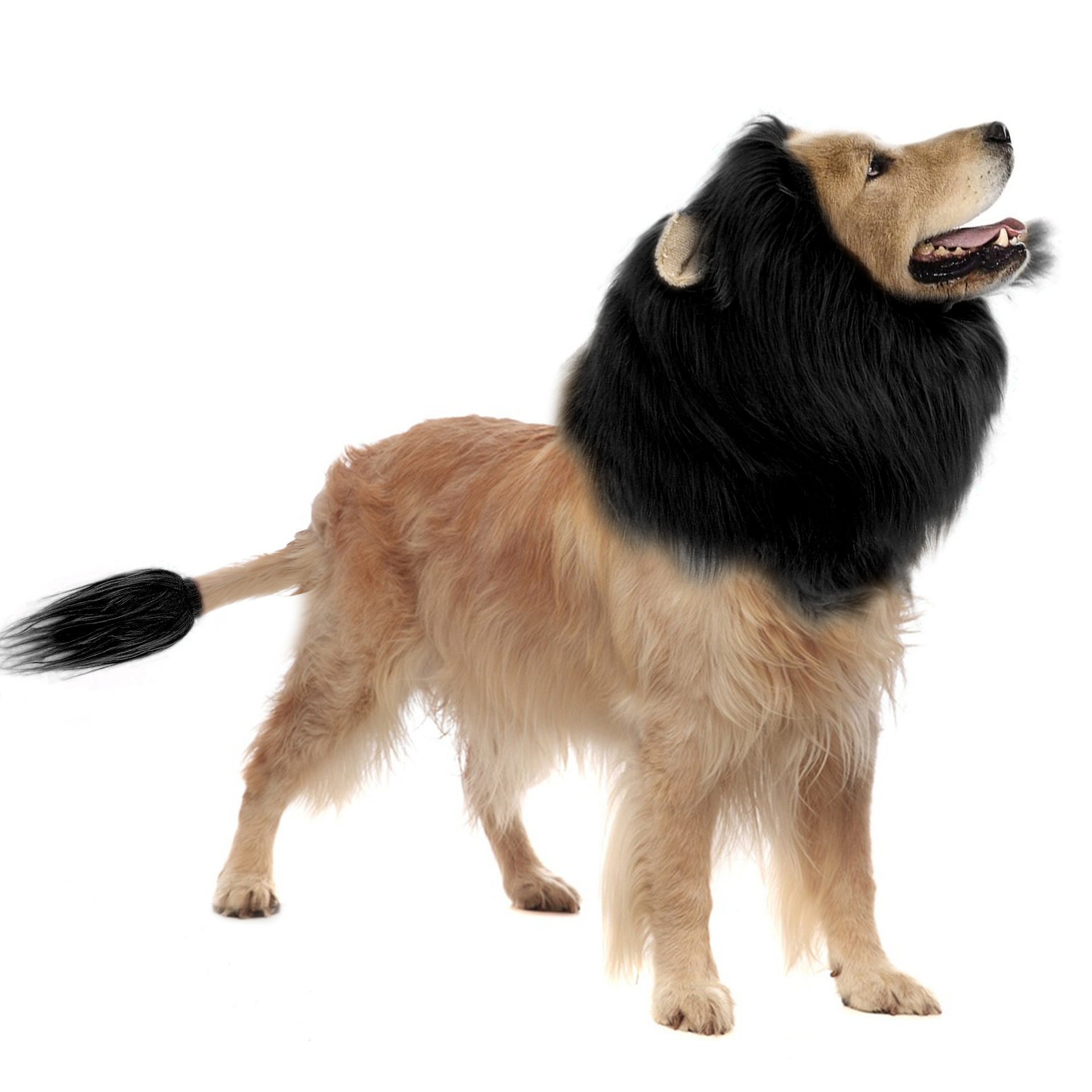 Fun Lion Head Mask with Ears for Pets - Animal Transformation Costume — image 10