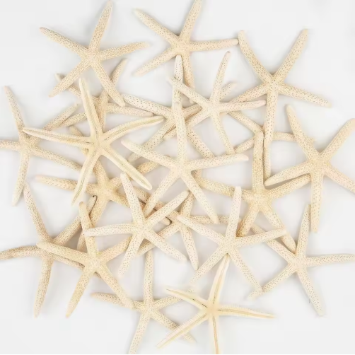 20 Piezas de Estrellas de Mar Naturales al por Mayor de 2-4 y 4-6 Pulgadas, para Manualidades, Bodas, Decoración de Playa y Adornos para Árbol de Navidad — imagen 1