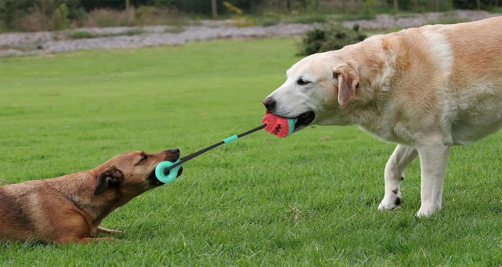 Pet Supplies Toy Combination Pull Rope Training Molar Bite Resistant Ball Dog Toy — image 1