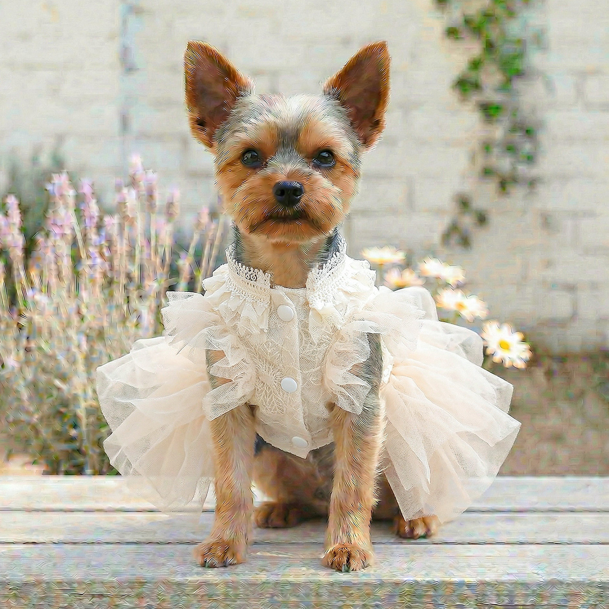 Pet Dog Cat Clothes Cute Small Dog Autumn Winter New Muse Wedding Dress Gown — image 3