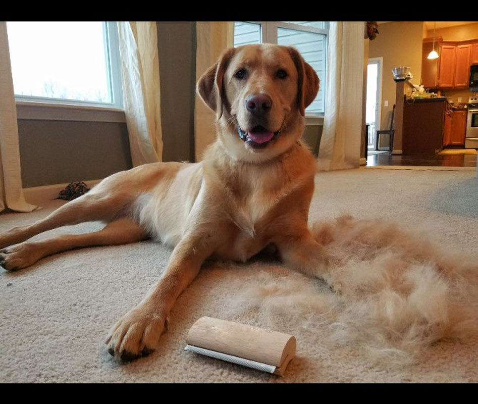 Pincel de madera para el cuidado del pelaje con función deshuesante, herramienta profesional para perros de madera — imagen 1