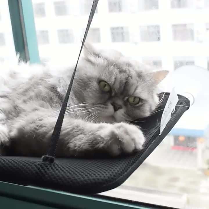 Nido de Gato para Todos los Climas - Colgador de Gatos Solario con Cúpula de Succión Removible — imagen 4