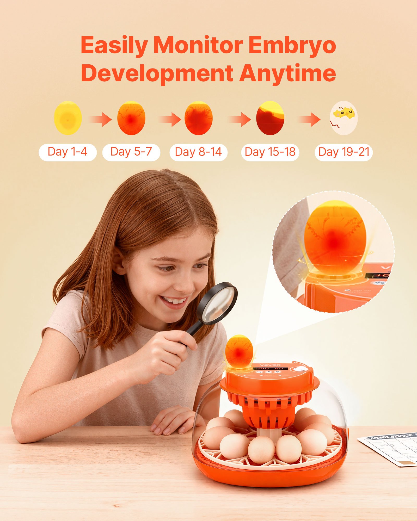 Incubadora de 12 Huevos, Volteador Automático de Huevos con Ovoscopio LED, Control de Temperatura y Humedad, Ventana Transparente de Visión 360°, Incubadora de Huevos de Aves de Corral para Hogar y Granja, para Incubar Pollitos, Patos, Gansos y Codornices — imagen 3