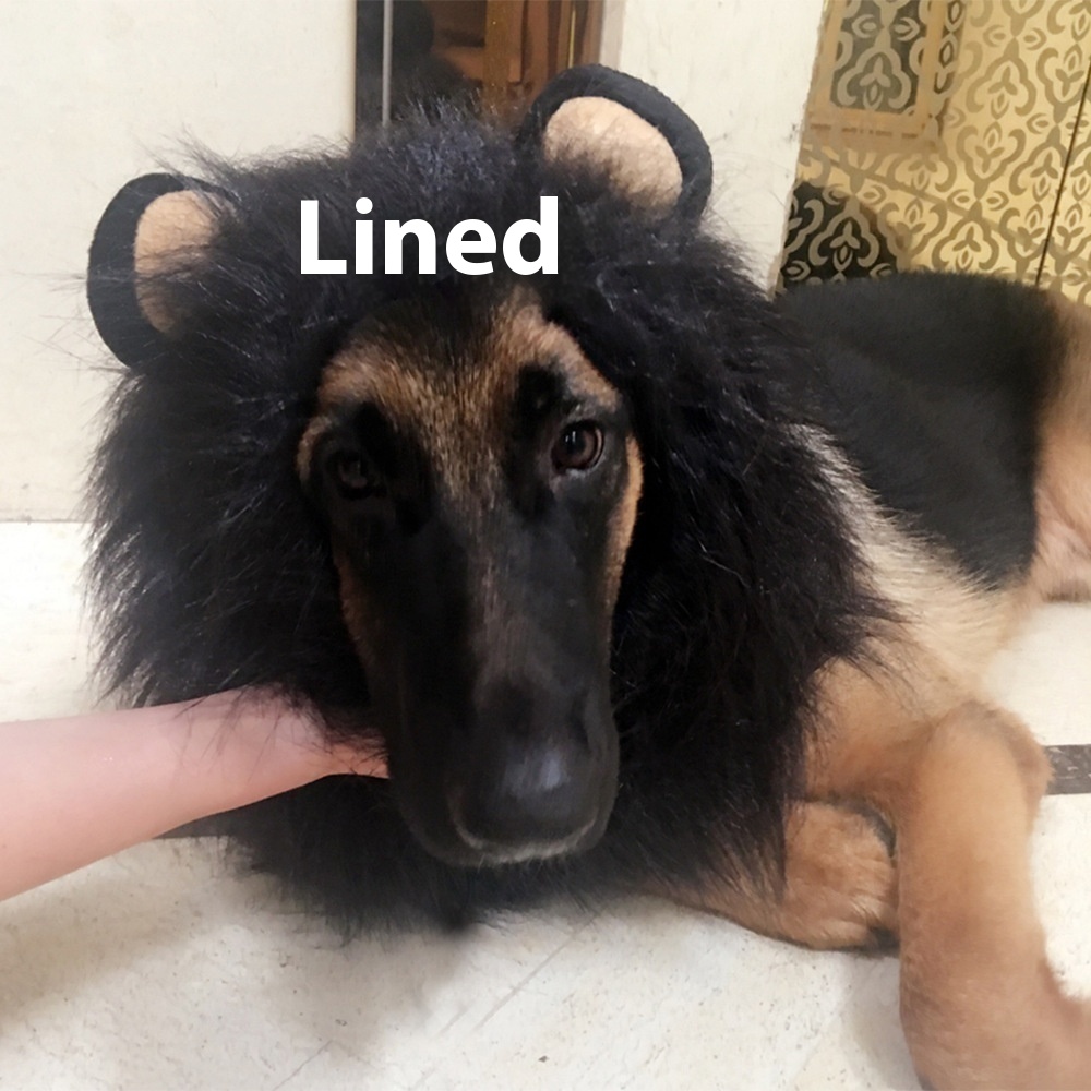 King Of The Jungle Pet Funny Lion Head Cover — image 8