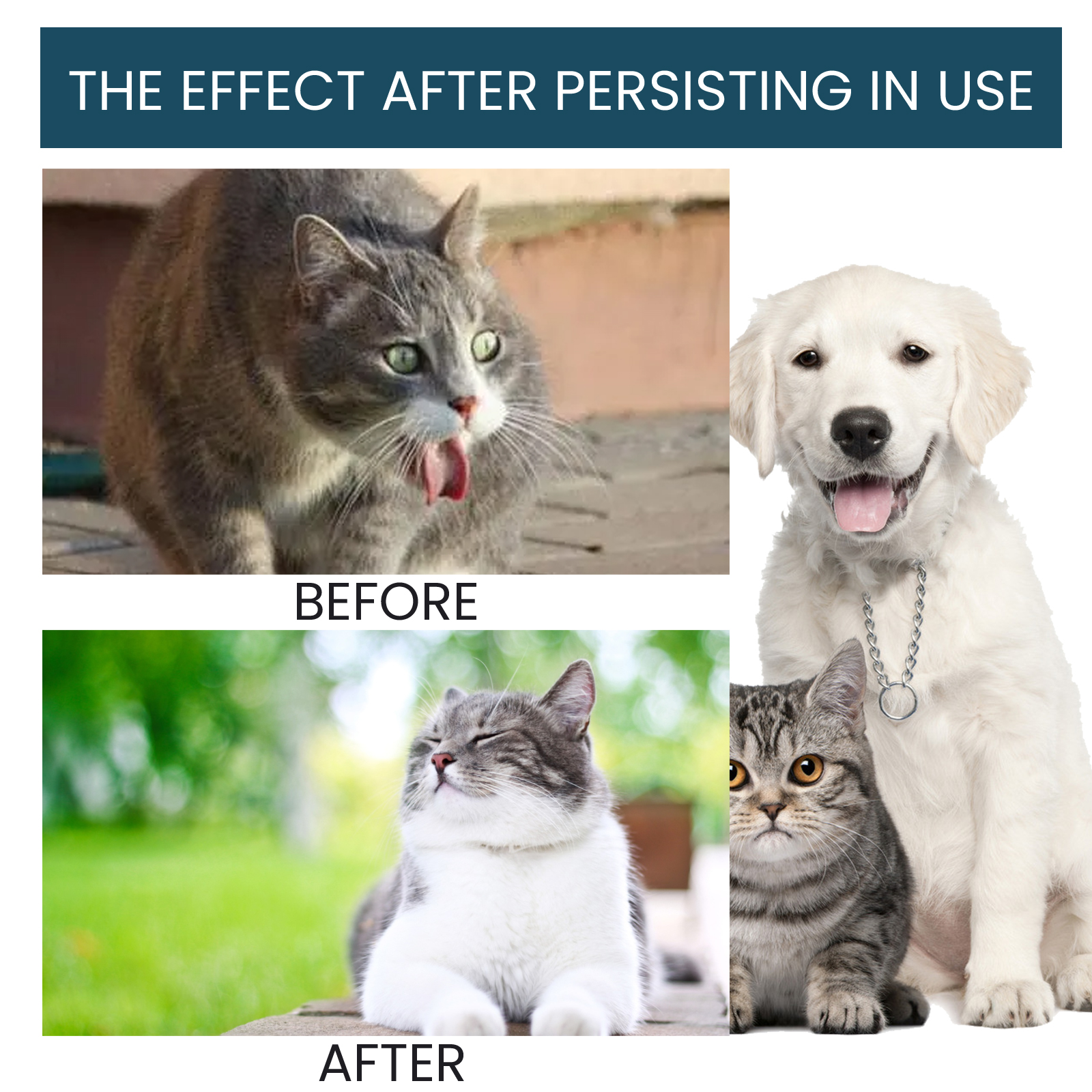 Gotas Orales para Inmunidad de Mascotas, Fórmula Nutricional y de Salud Inmunitaria para Gatos y Perros — imagen 6
